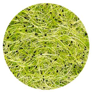 Klíčky pórové 160g PL - ablká červené Galla /VÁHA / PL