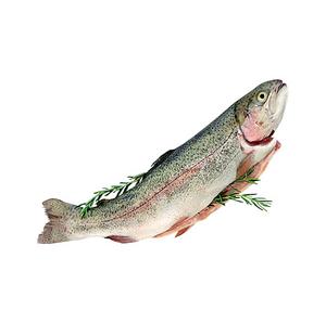 Pstruh dúhovy pitvaný 5kg 10% glaz / porc.250-300g / TR - fuudi gastro