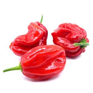 Feferóny Habanerro červené malé /VÁHA / NL - fuudi gastro